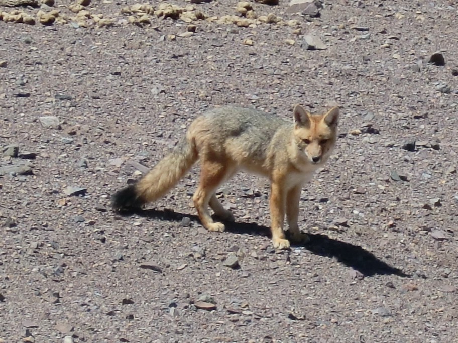 Fox crossing our way